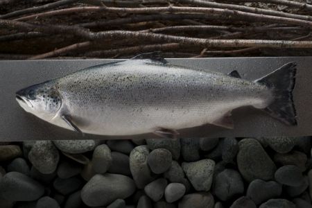 salmon whole -33.jpg