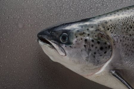 salmon whole -50.jpg
