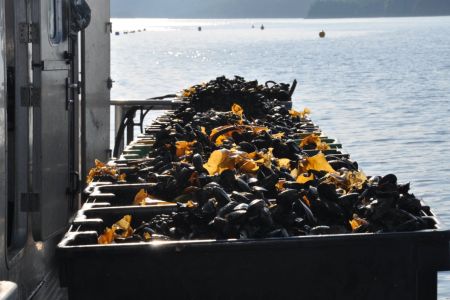 Pans of freshly harvested mussels. Mussel farms are now transitioning to the larger insulated harvest tubs. Photo courtesy of NAIA.JPG